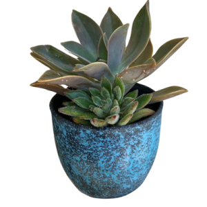 Succulent Gift Delivery | 8*6.5 CM